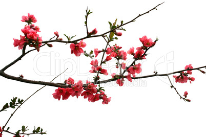 Flowering Branch