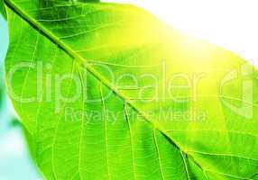 Green_Leaves_Texture
