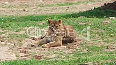lioness female lion feline watching resting sitting relaxed