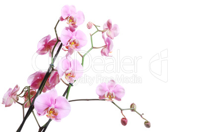 Pink_Orchid