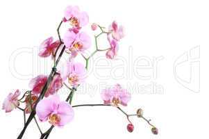Pink_Orchid
