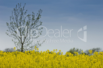 Rapeseed Field