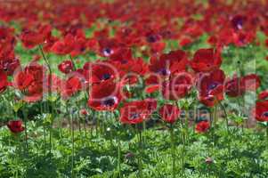 red flower field