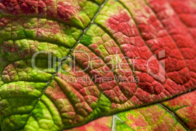 Red_And_Green_Leaf