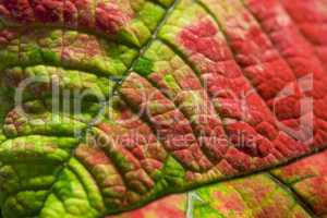 Red_And_Green_Leaf