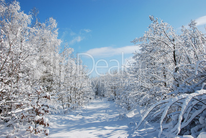 Snowy path in a winter landsca