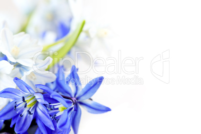 Spring_Flowers_Background