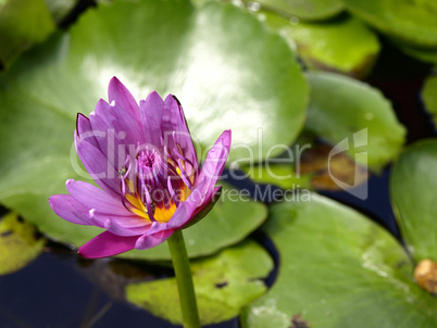 Thai Flower