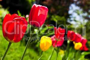 Tulips_In_Spring_Garden