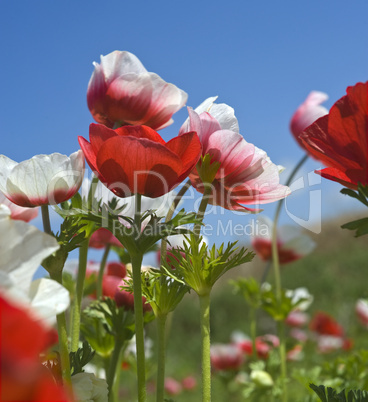 white and red flower field