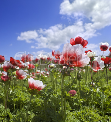 white and red flower field