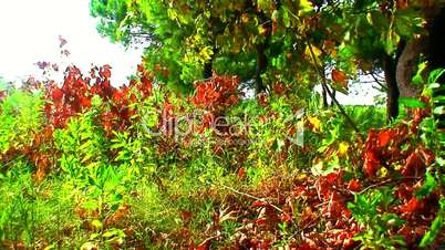 colorful trees and shrubs in autumn/fall