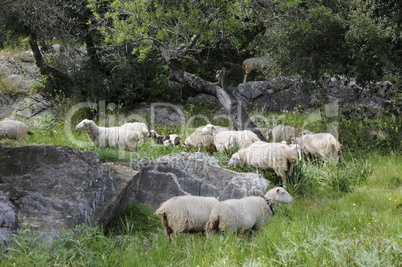 Schafe unter Olivenbäumen