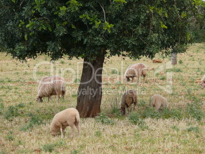 Schafe auf Mallorca