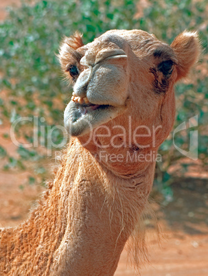 Camel's Smile