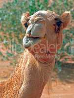Camel's Smile