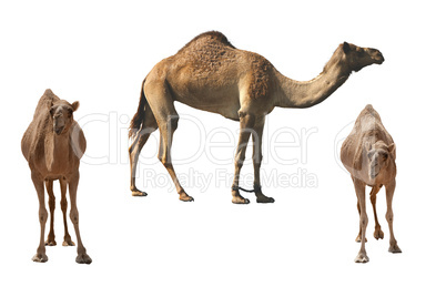 Three camels