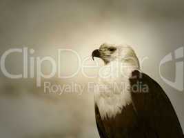 Free Eagle