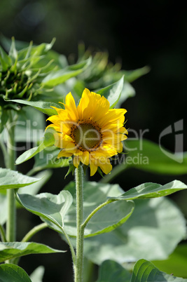 Sonnenblume