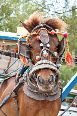 Transport horse