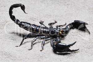skorpion 2