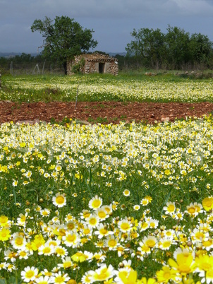 Blumenwiese auf Mallorca