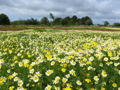 Blumenwiese auf Mallorca