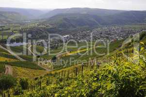 Mosel bei Kröv