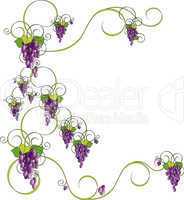 Bunch_Of_Grapes_On_Vine