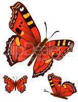 butterfly  with red