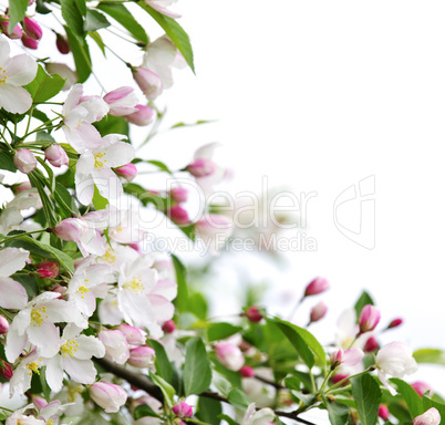 Apple blossoms background