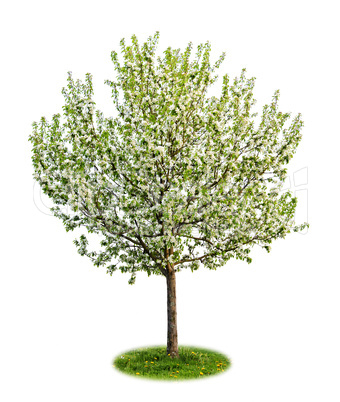 Isolated flowering apple tree