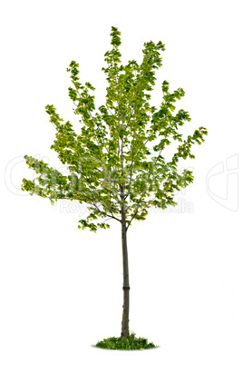 Isolated young maple tree