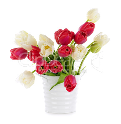 Red and white tulips