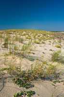 Dünen am Atlantik, Frankreich, Europa