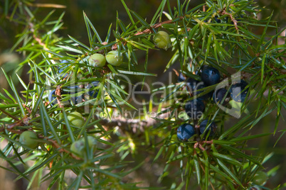 Wacholder (Juniperus)