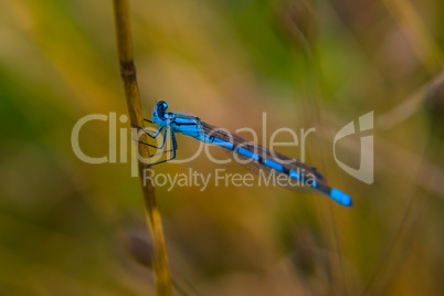 Gemeine Becherjungfer (Enallagma cyathigerum) - Common Blue Dams