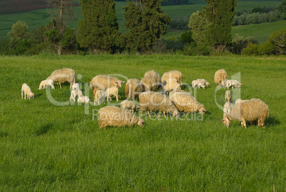 Schafe auf der Wiese - Sheep on a meadow