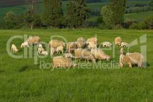 Schafe auf der Wiese - Sheep on a meadow
