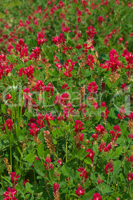 Inkarnat-Klee (Trifolium incarnatum) - Crimson clover