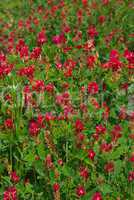 Inkarnat-Klee (Trifolium incarnatum) - Crimson clover