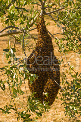 Westliche Honigbiene (Apis mellifera) - Honea Bee