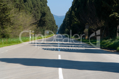 Straße nach Bolgheri, Toskana