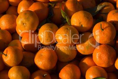 Clementine (Citrus × aurantium)