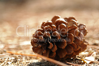 Pinienzapfen / Pine cone