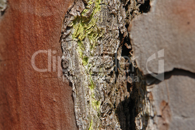Pinienrinde / Pine bark