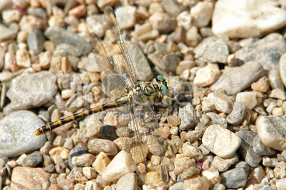 Westliche Keiljungfer, Gomphus Pulchellus