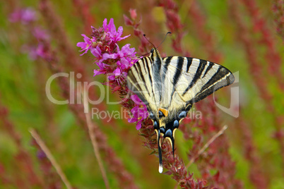 Segelfalter, Iphiclides Podallirius, Scarce Swallowed Tail