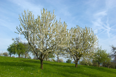 Apfelblüte - Apple blossoms