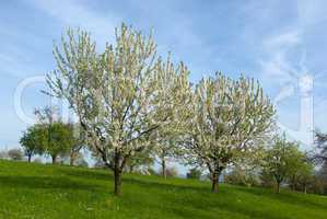 Apfelblüte - Apple blossoms